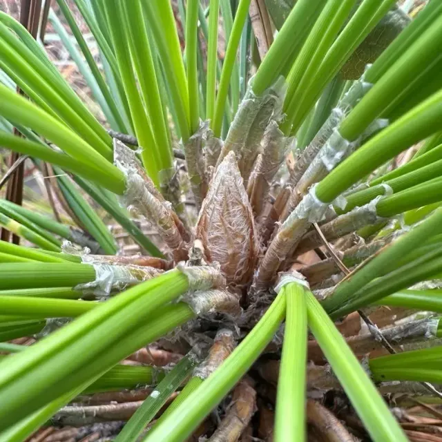 thumbnail for publication: Born to Burn: The Fire Ecology of Longleaf Pines
